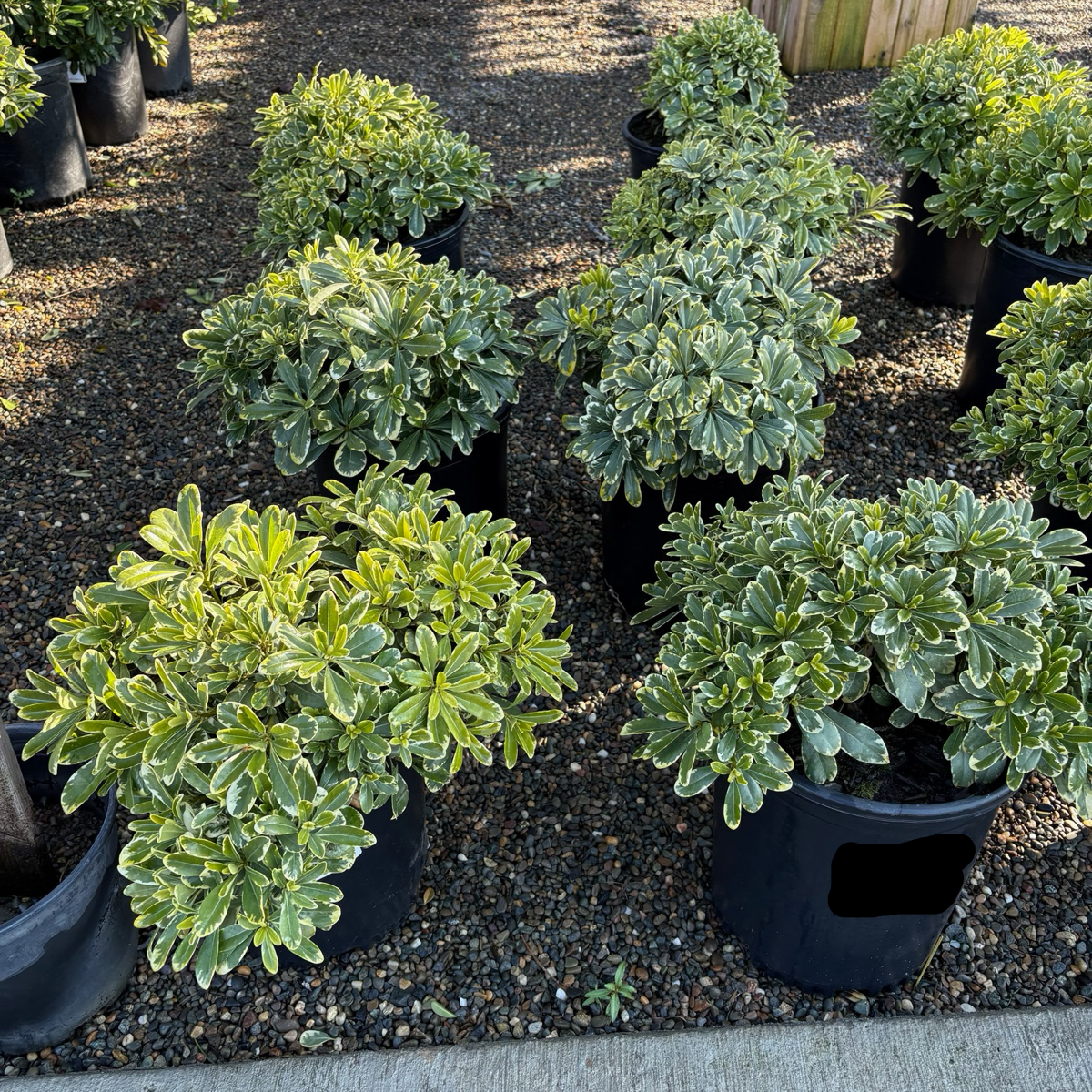 Cream de Mint Japanese Mock Orange