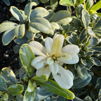 Cream de Mint Japanese Mock Orange