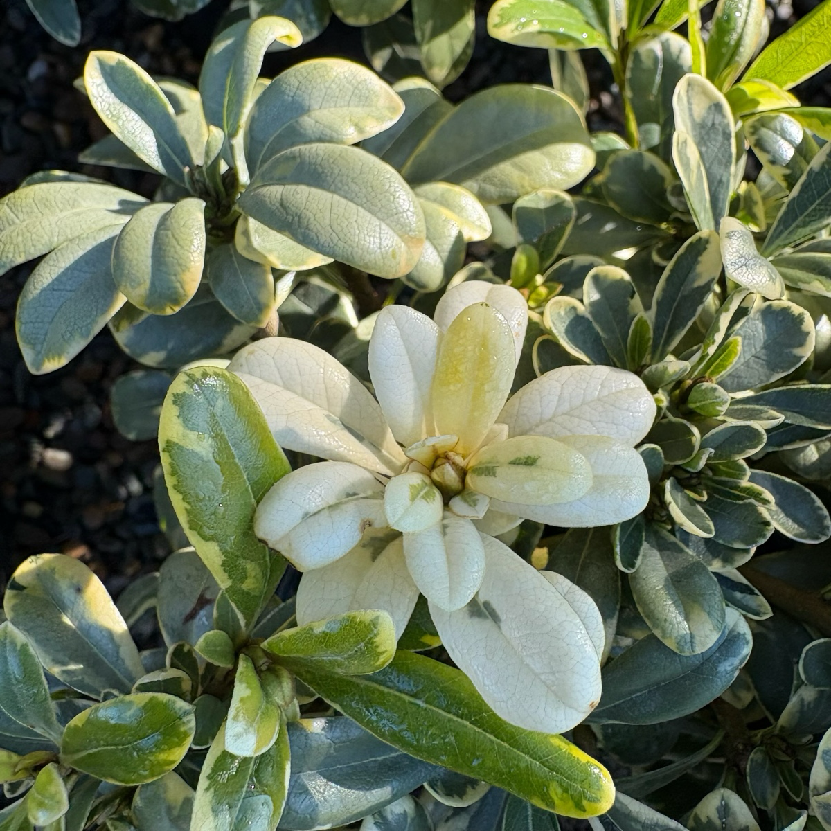 Cream de Mint Japanese Mock Orange