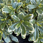 Cream de Mint Japanese Mock Orange