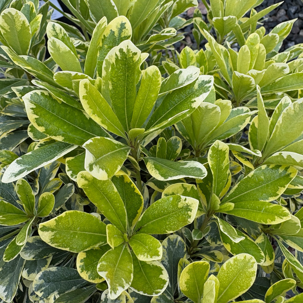 Cream de Mint Japanese Mock Orange