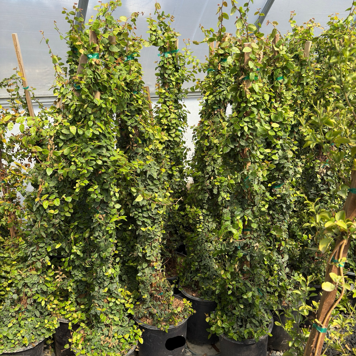Row of potted ok-gue in a greenhouse setting