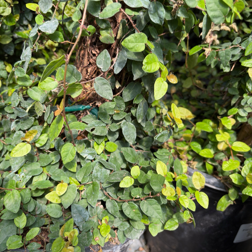 Creeping Fig (Ficus pumila) Evergreen Vine for Walls & Groundcover –  Victory Nursery