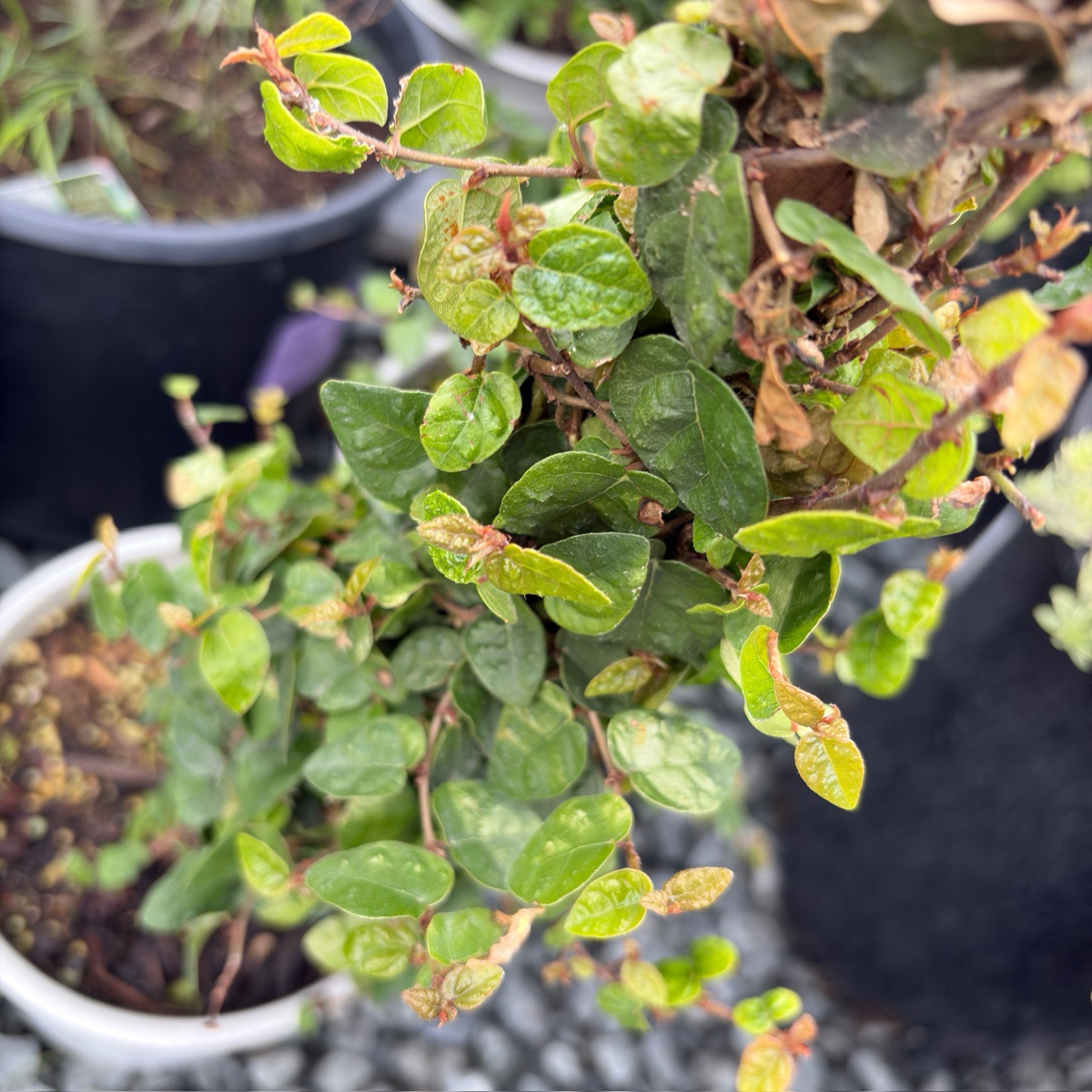 creeping fig plant indoor Creeping Fig (Ficus pumila) Evergreen Vine for Walls & Groundcover