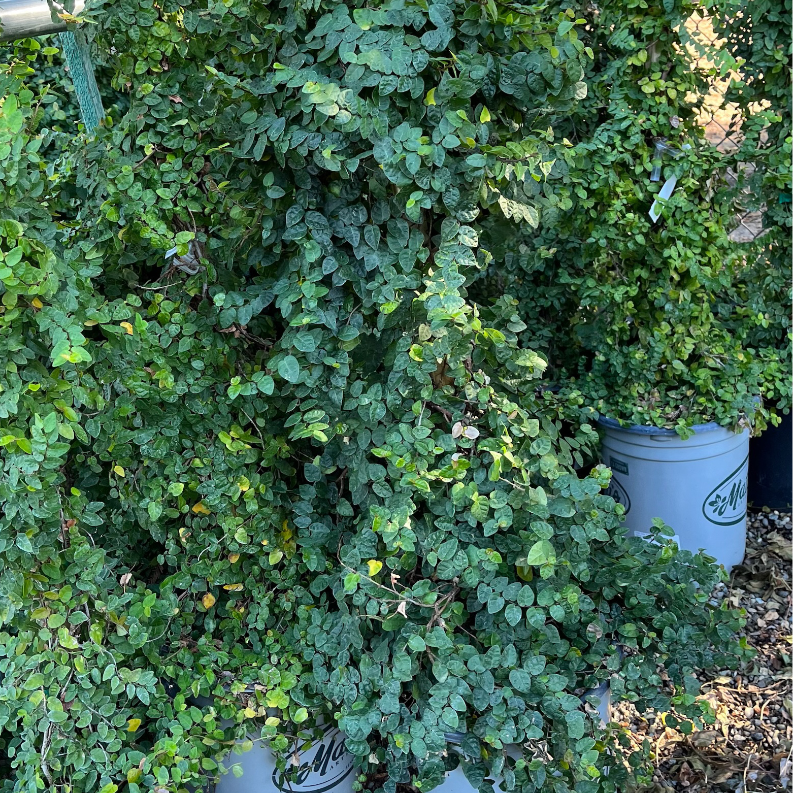 Potted Ficus pumila plants in a garden setting