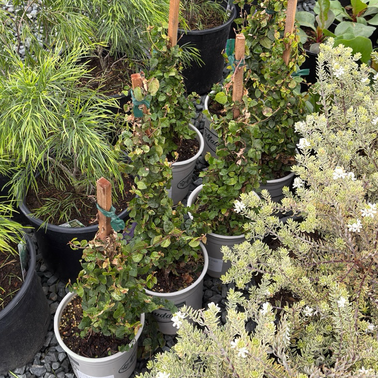 Collection of potted Creeping Fig plants on a gravel surface