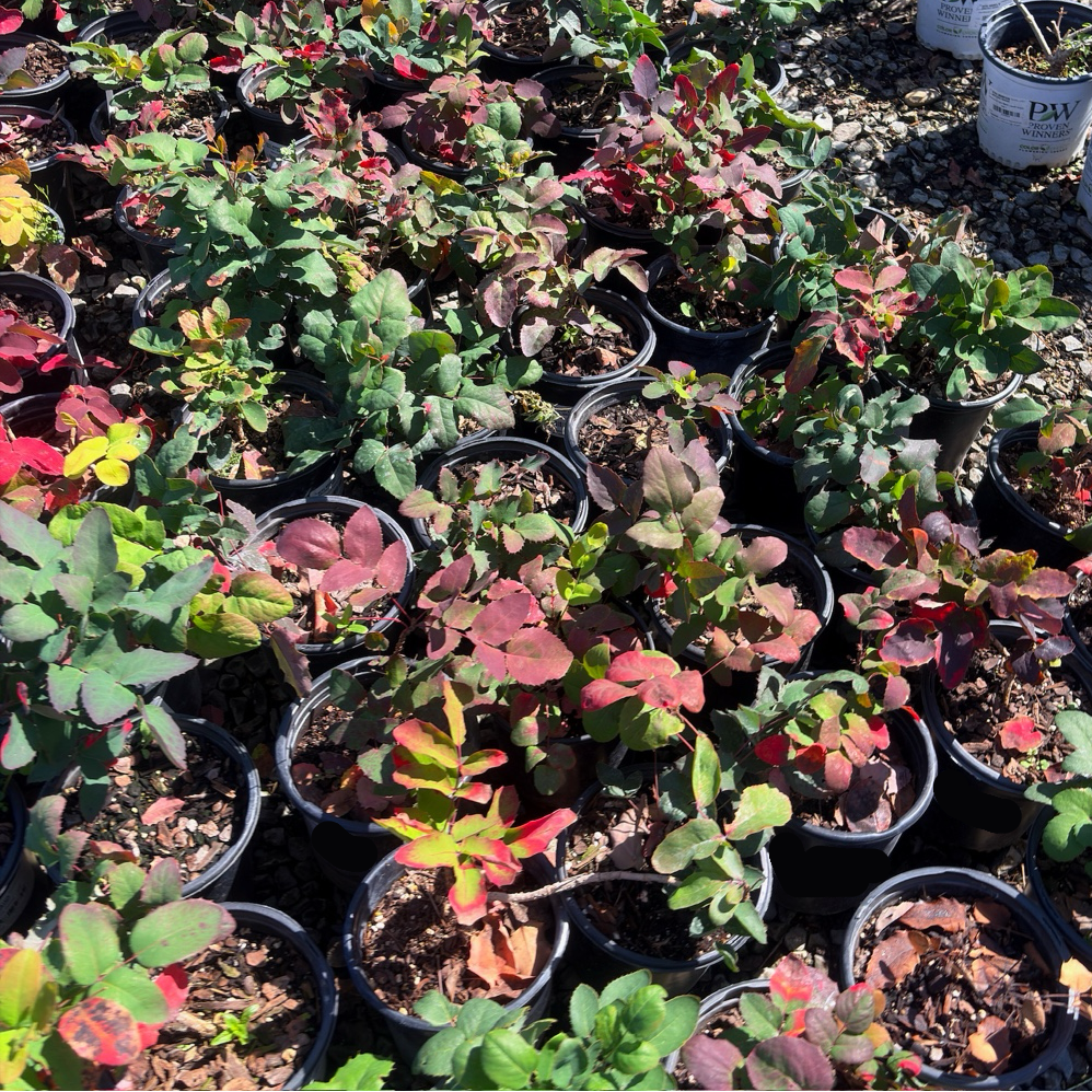 Creeping Oregon Grape