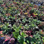 Creeping Oregon Grape