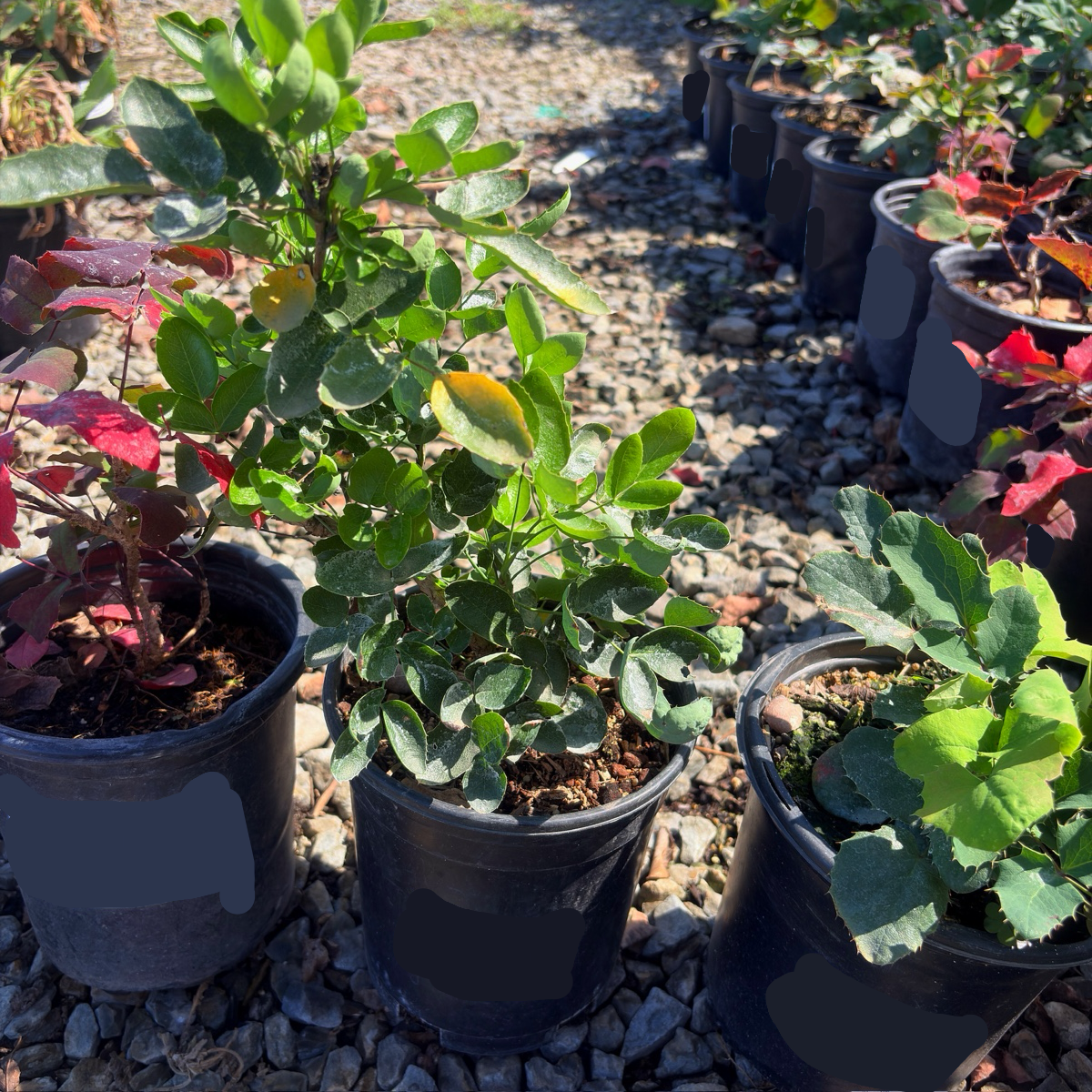 Creeping Oregon Grape