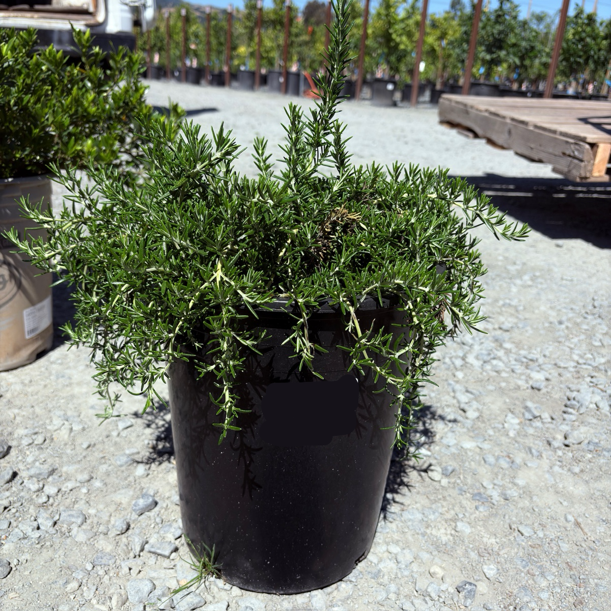 Creeping Rosemary