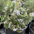 Creeping Rosemary