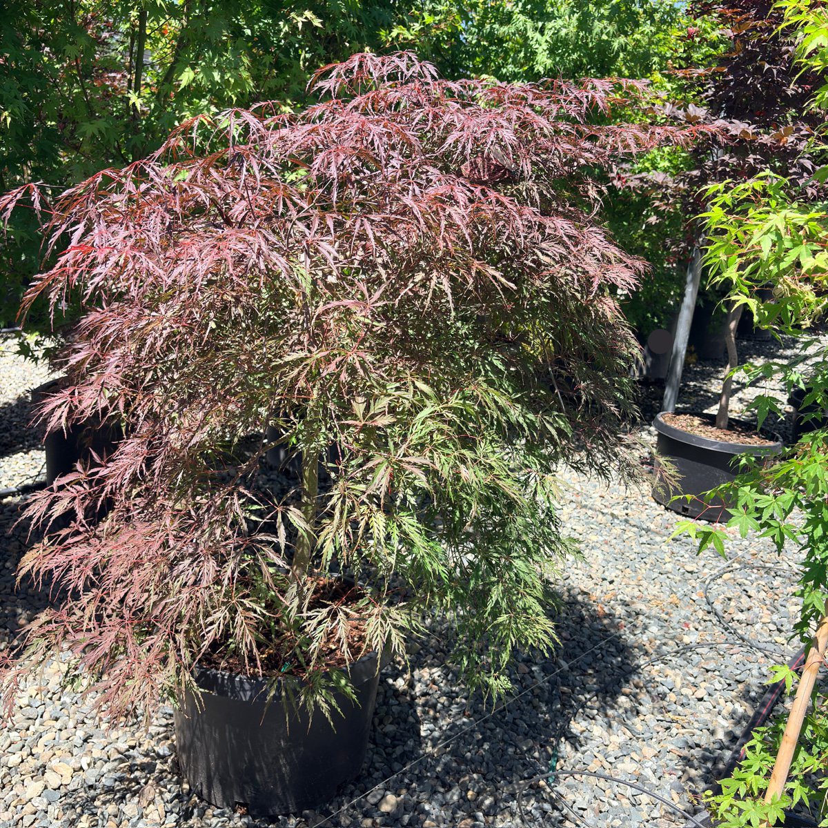 Crimson Queen Lace Japanese Maple