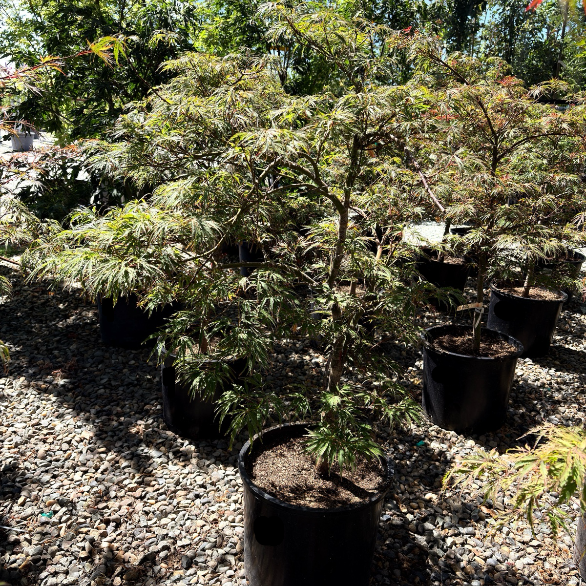 Potted Crimson Queen Lace Japanese Maple trees in a garden setting with gravel and other plants.
