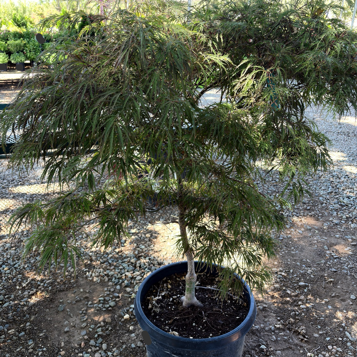 Potted Crimson Queen Lace Japanese Maple tree with green foliage on a gravelly ground