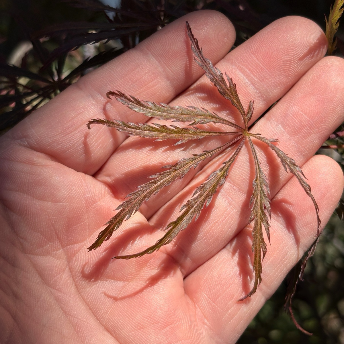 Hand holding a Crimson Queen Lace Japanese Maple leaf 