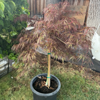 Potted Crimson Queen Lace Japanese Maple tree with red and green leaves in a garden setting