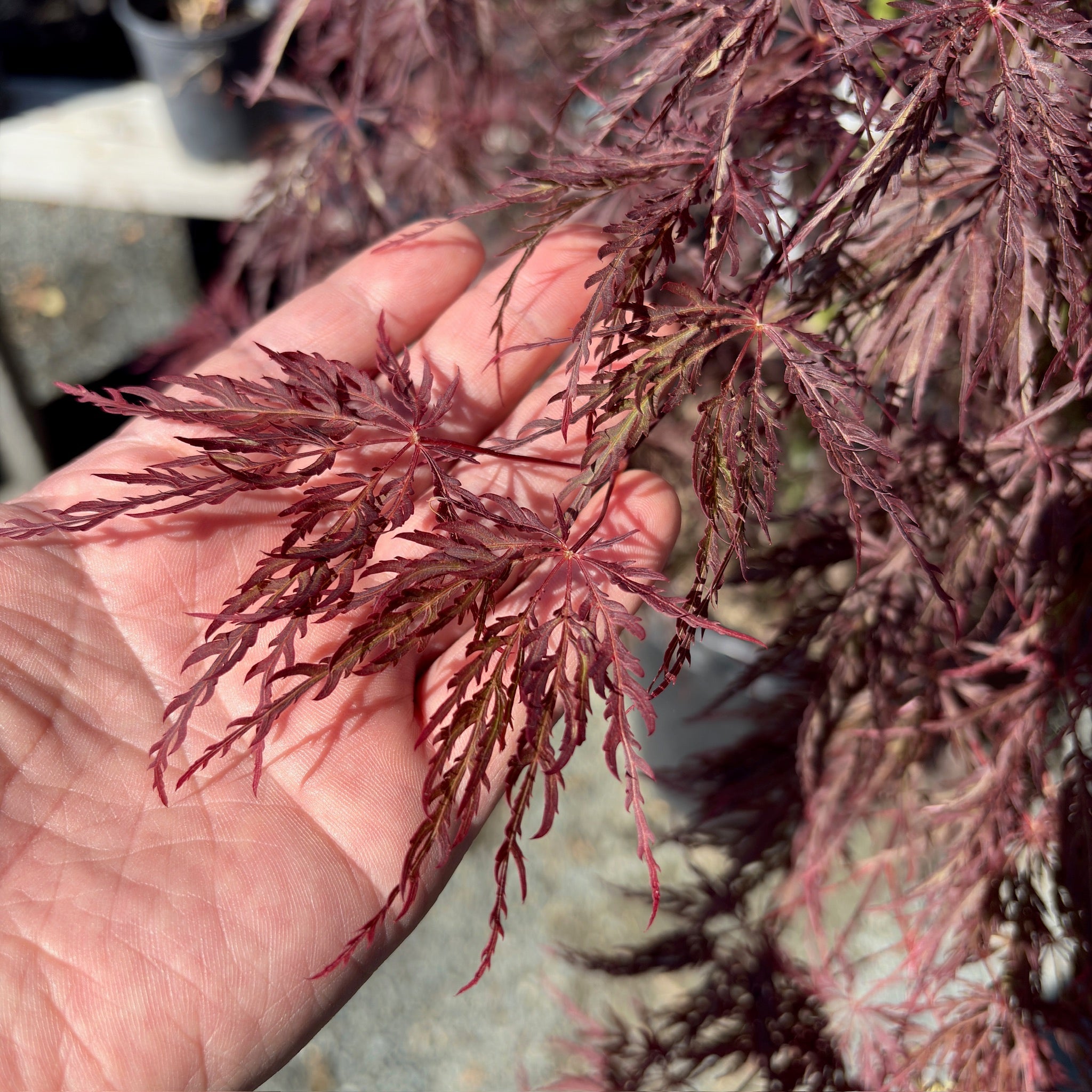Hand holding a branch of Crimson Queen Lace Japanese Maple leaves 
