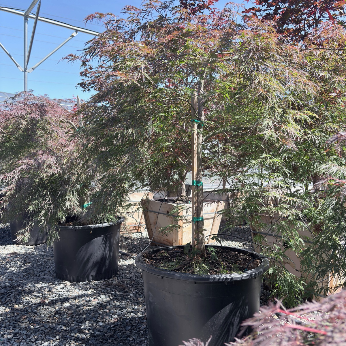Crimson Queen Lace Japanese Maple