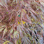 Close-up of Crimson Queen Lace Japanese Maple with red and green leaves