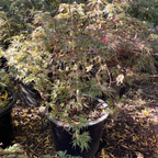 Potted Crimson Queen Lace Japanese Maple with green and brown leaves on a leafy ground