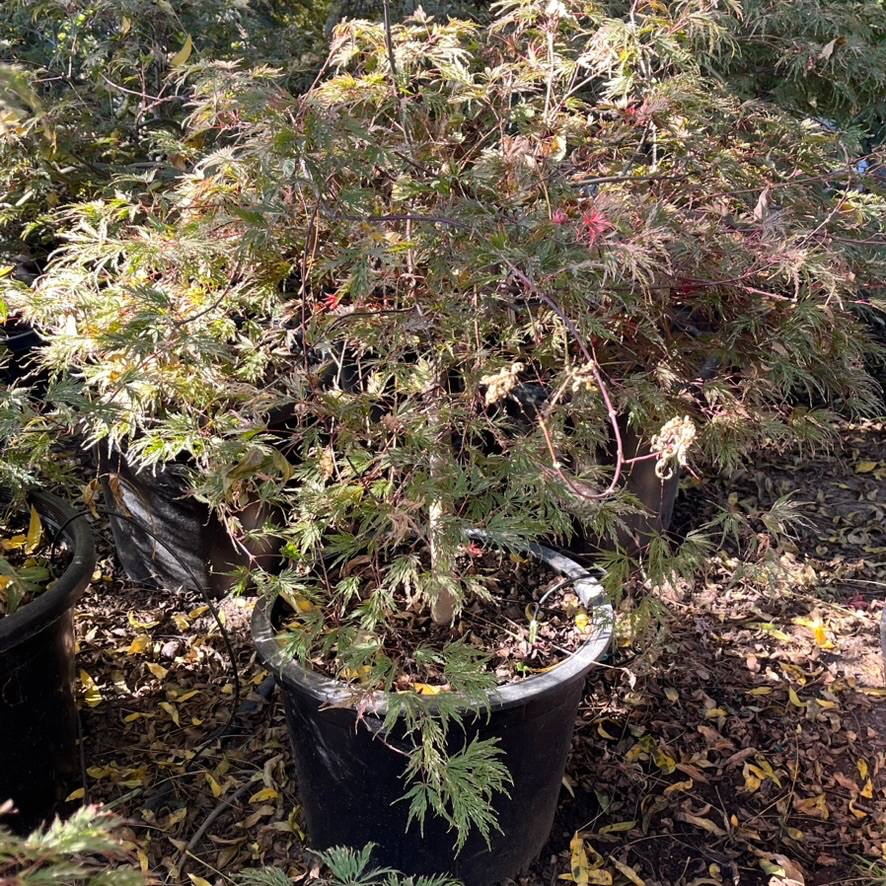 Potted Crimson Queen Lace Japanese Maple with green and brown leaves on a leafy ground