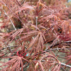 Close-up of Crimson Queen Lace Japanese Maple leaves 