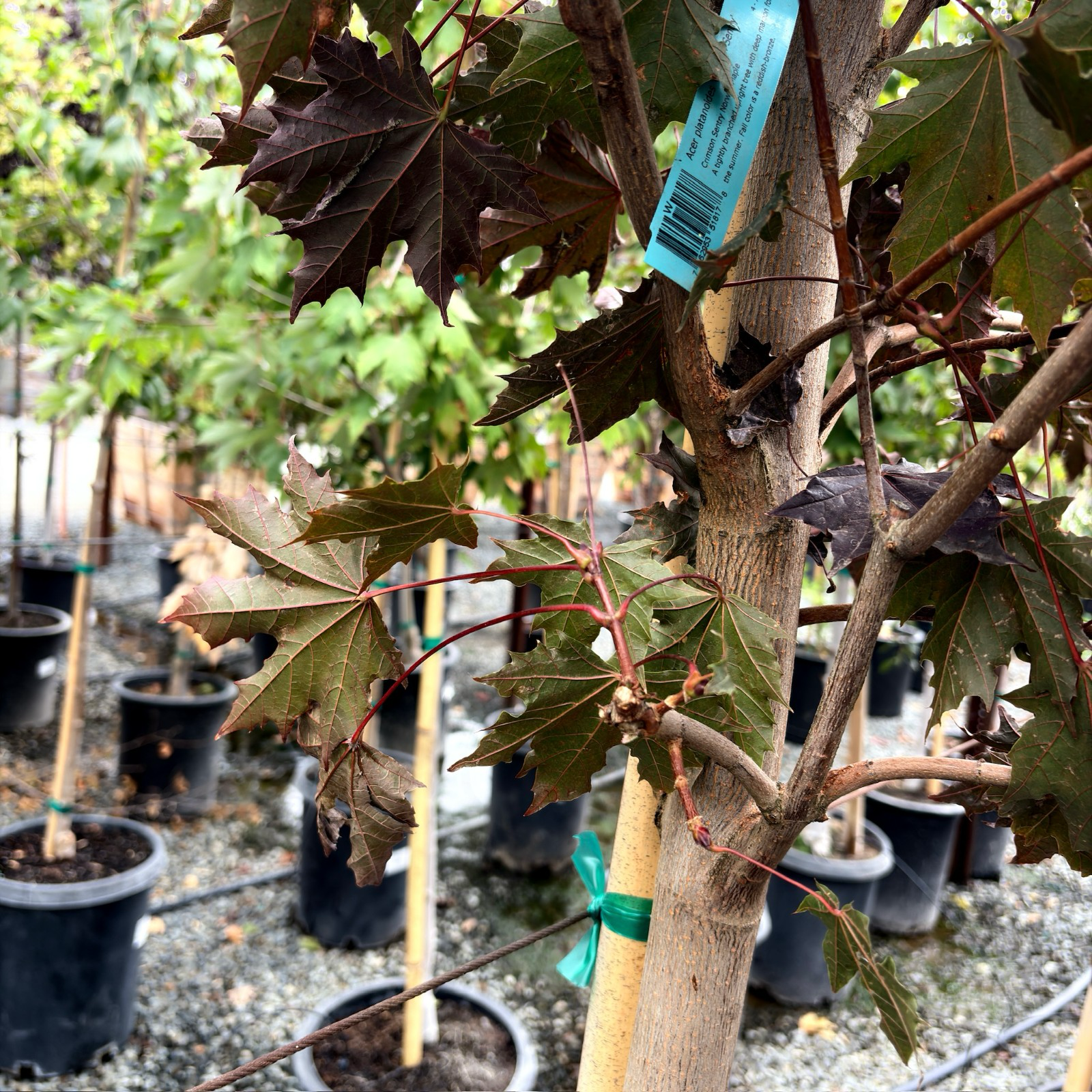 Crimson Sentry Norway Maple