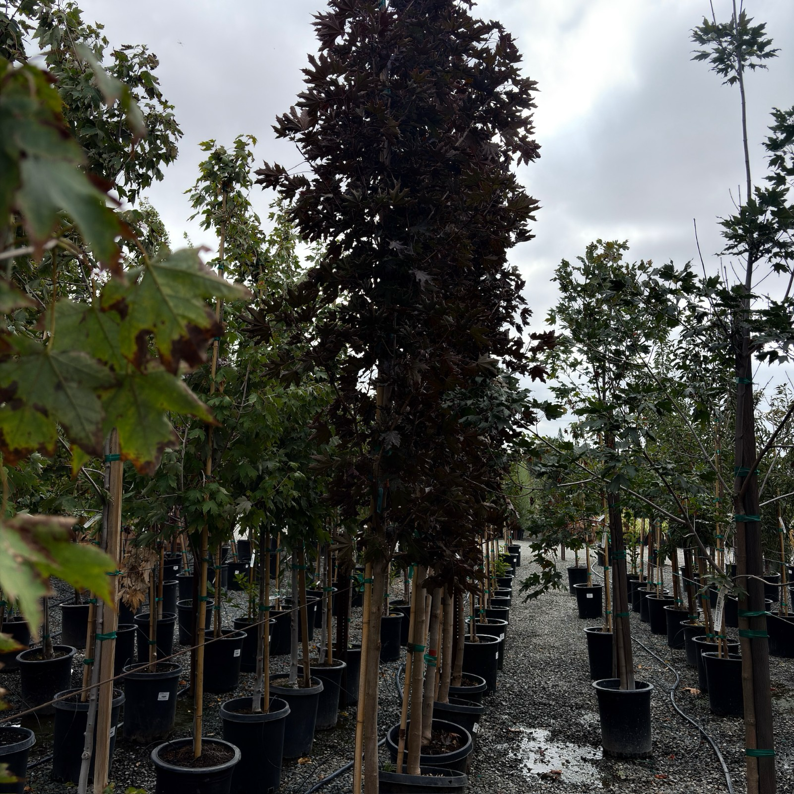 Crimson Sentry Norway Maple