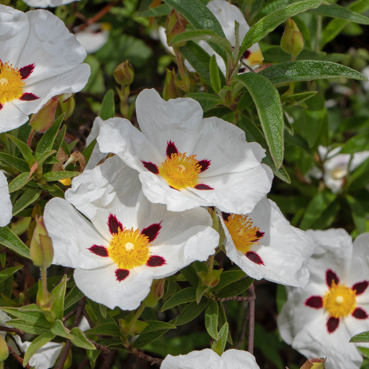 Crimson Spot Rockrose