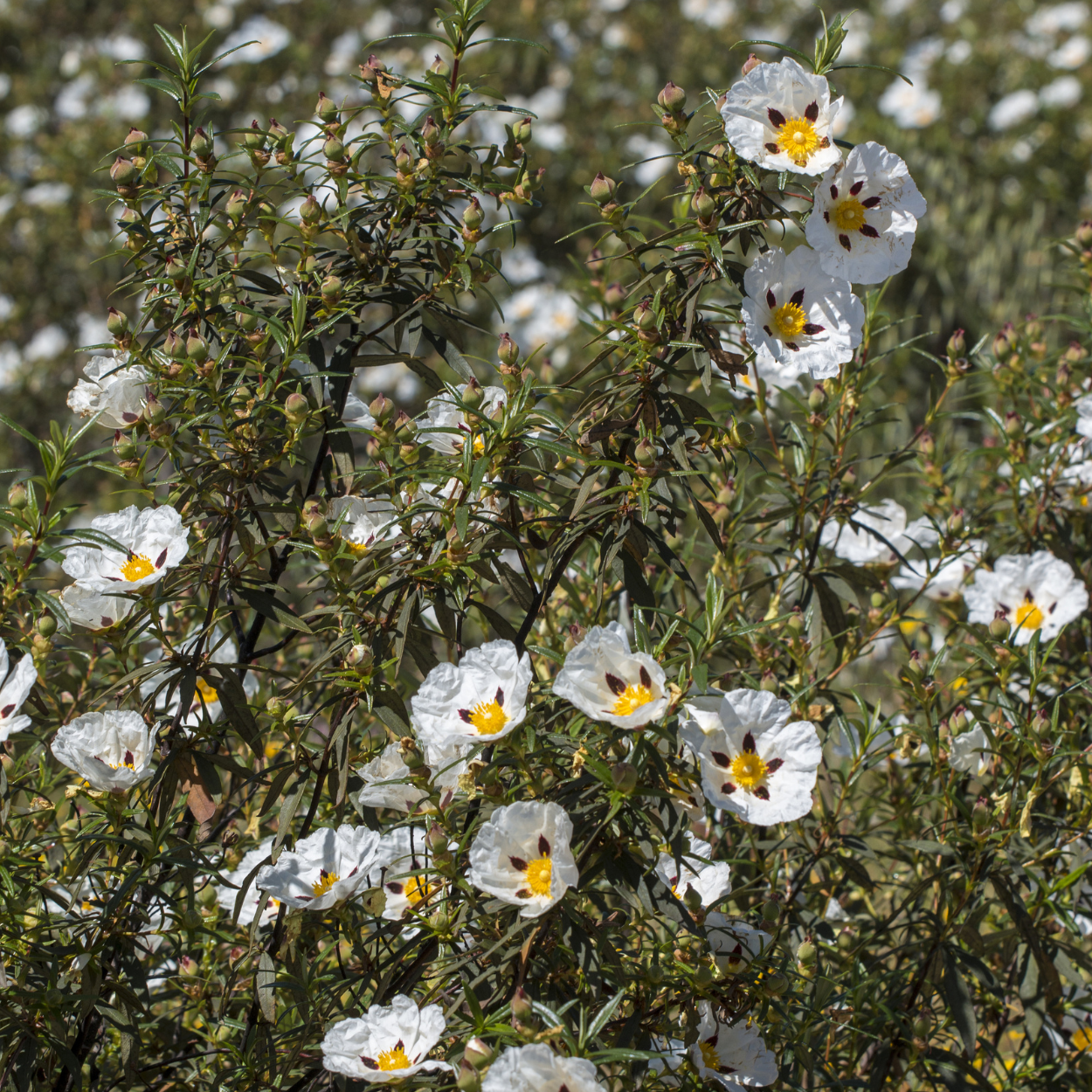 Crimson Spot Rockrose