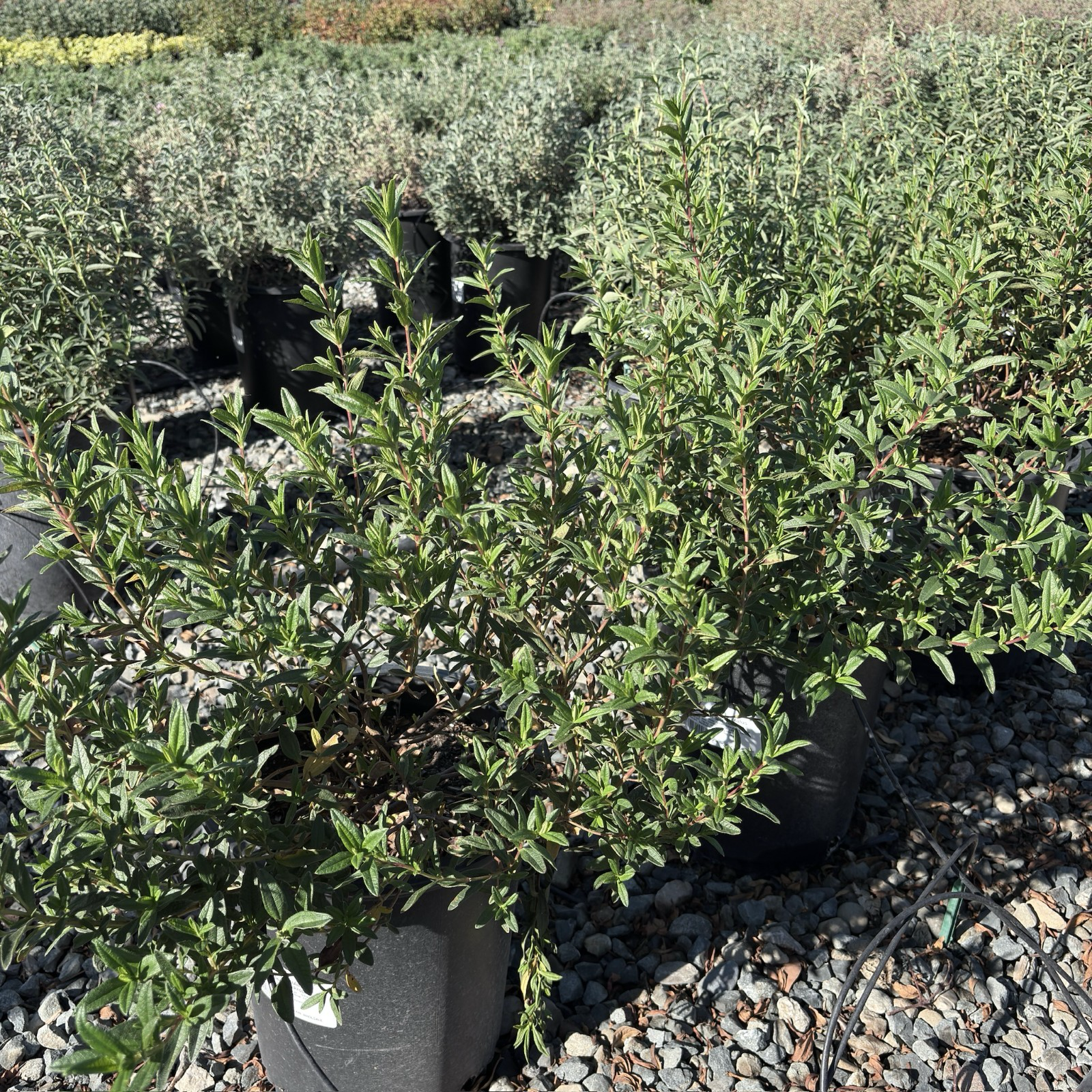 Crimson Spot Rockrose