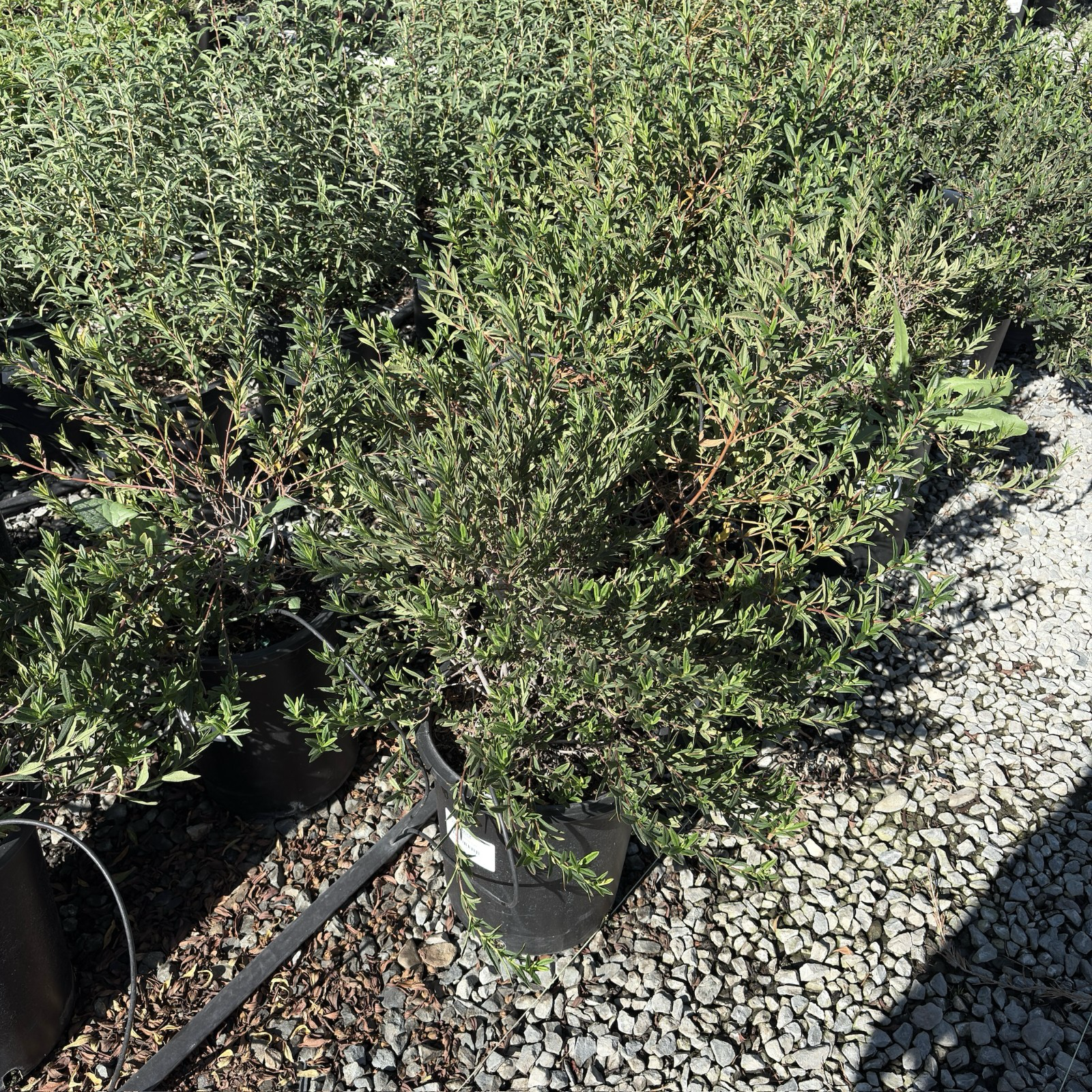 Crimson Spot Rockrose