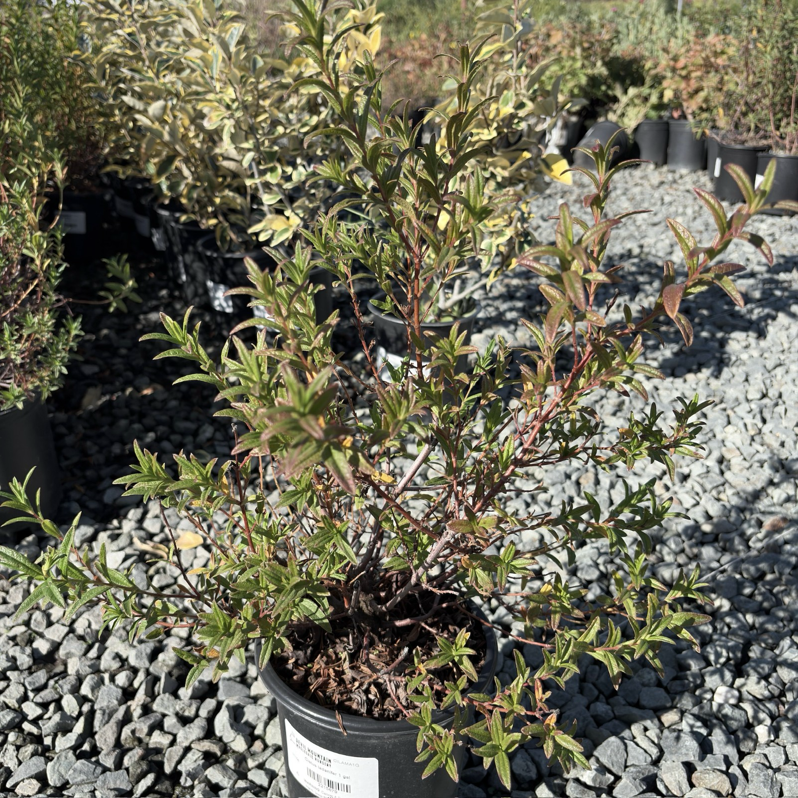 Crimson Spot Rockrose
