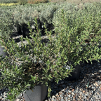 Crimson Spot Rockrose