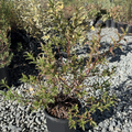 Crimson Spot Rockrose