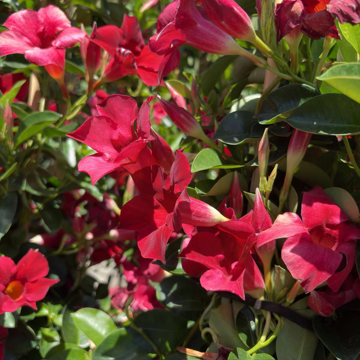 Crimson 【Sun Parasol®】 Mandevilla