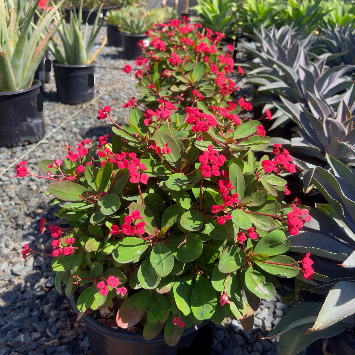 Crown of Thorns