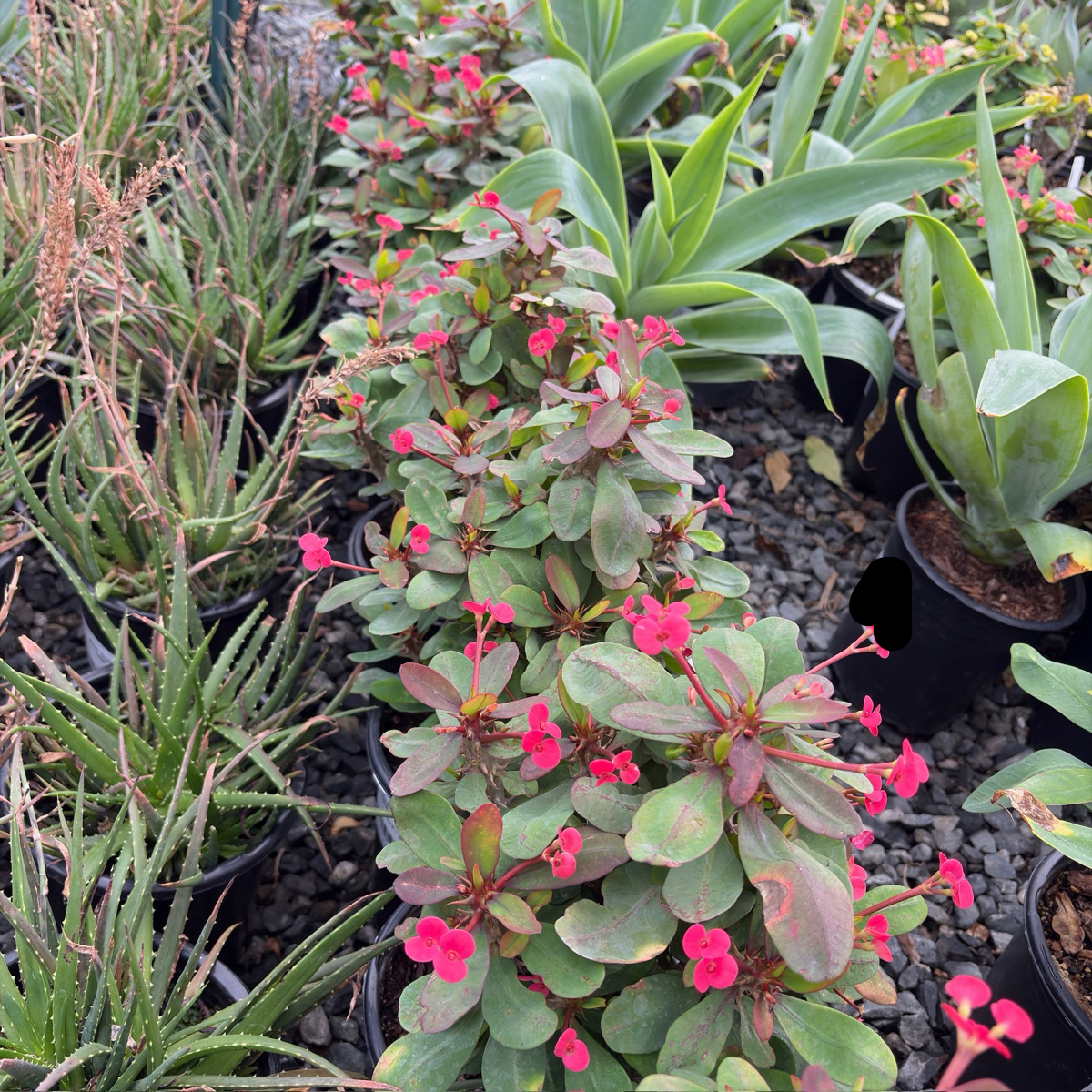 Crown of Thorns
