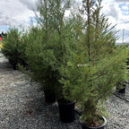 Cupressus forbesii