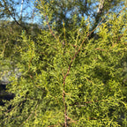 Cupressus forbesii