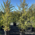 Cupressus forbesii