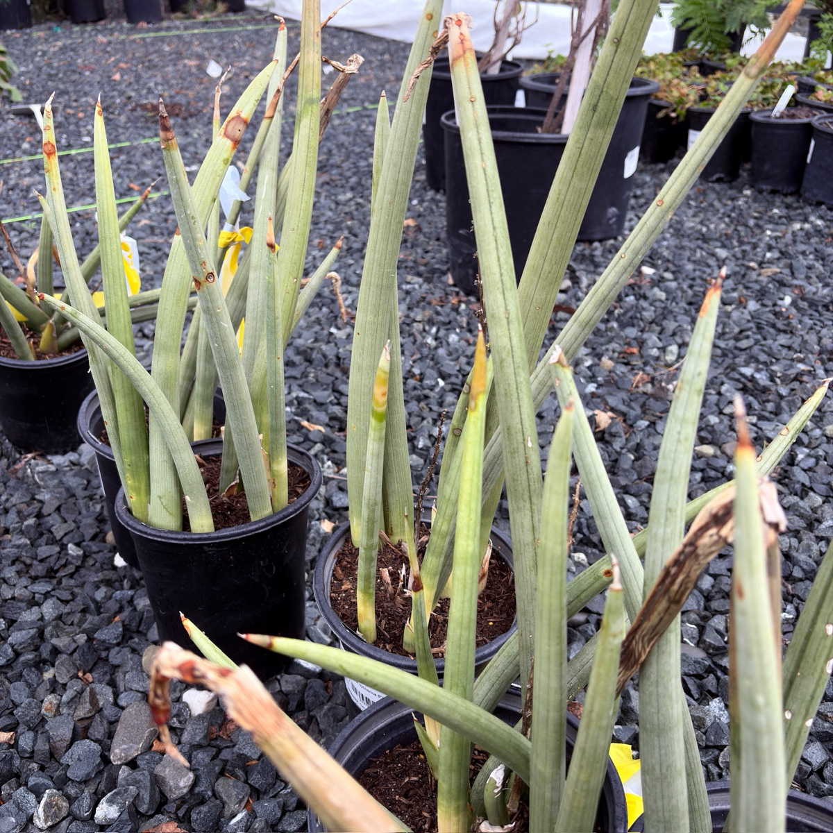 Cylindrical Snake Plant
