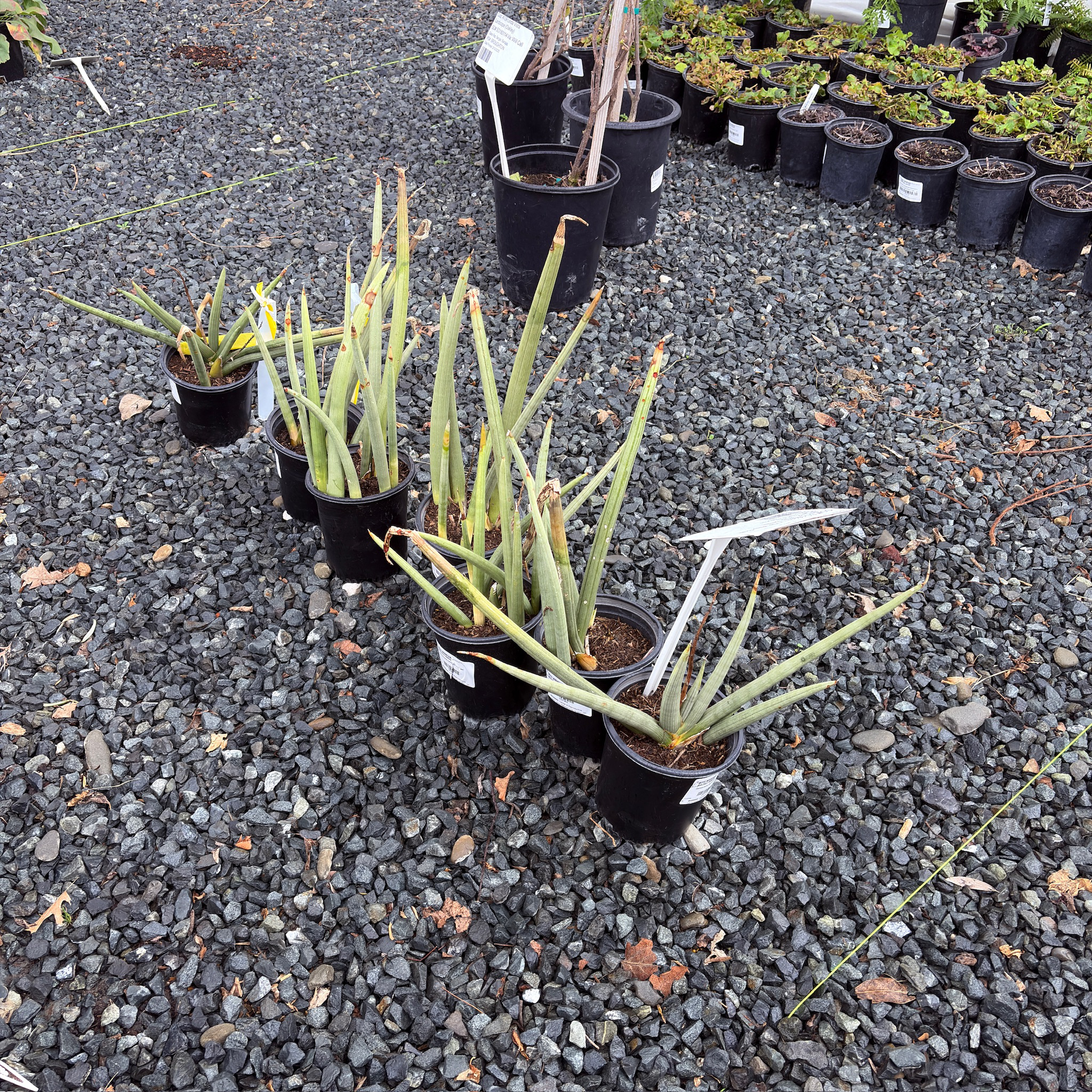 Cylindrical Snake Plant