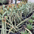Cylindrical Snake Plant