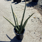 Cylindrical Snake Plant