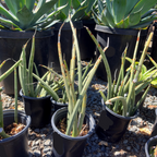 Cylindrical Snake Plant
