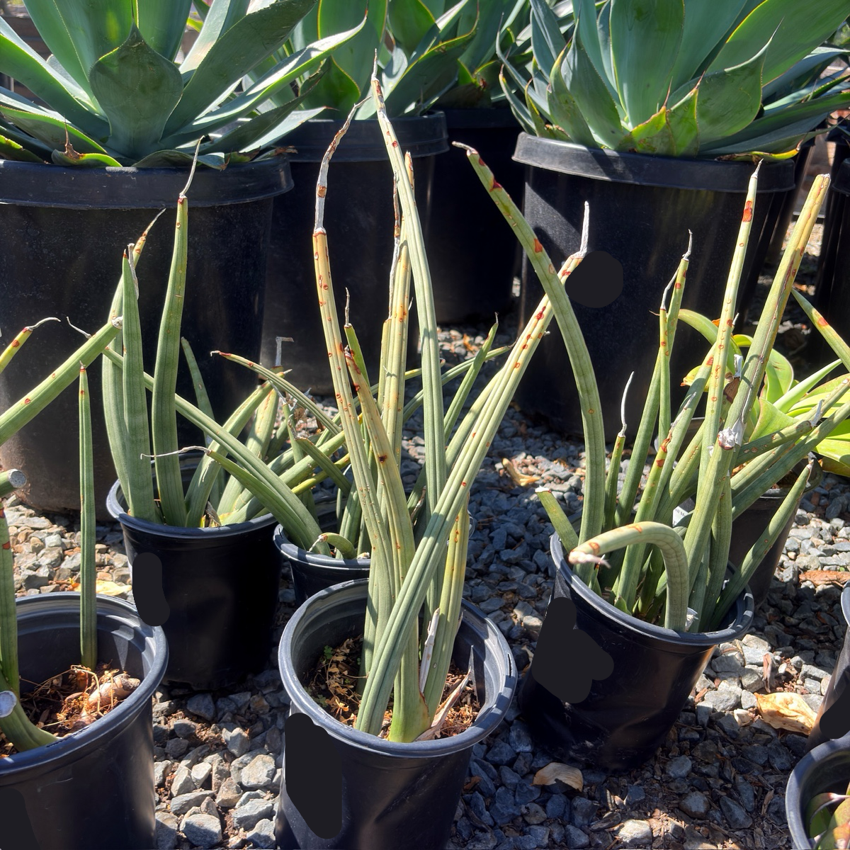 Cylindrical Snake Plant