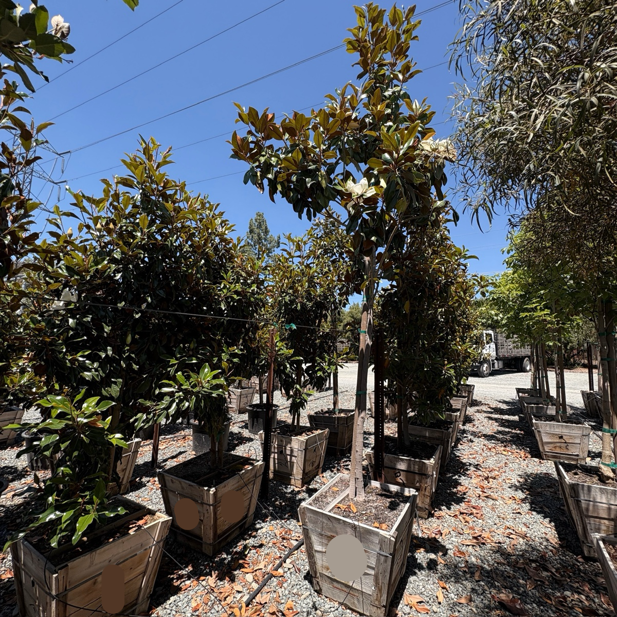 D.D. Blanchard Southern Magnolia