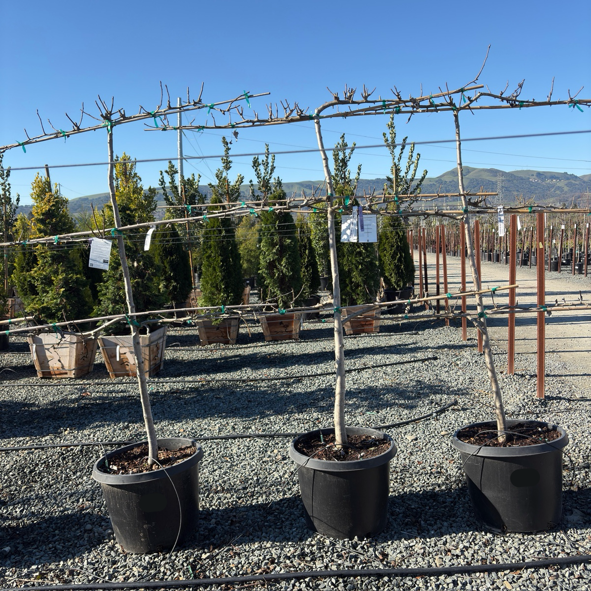 D’ Anjou Tree