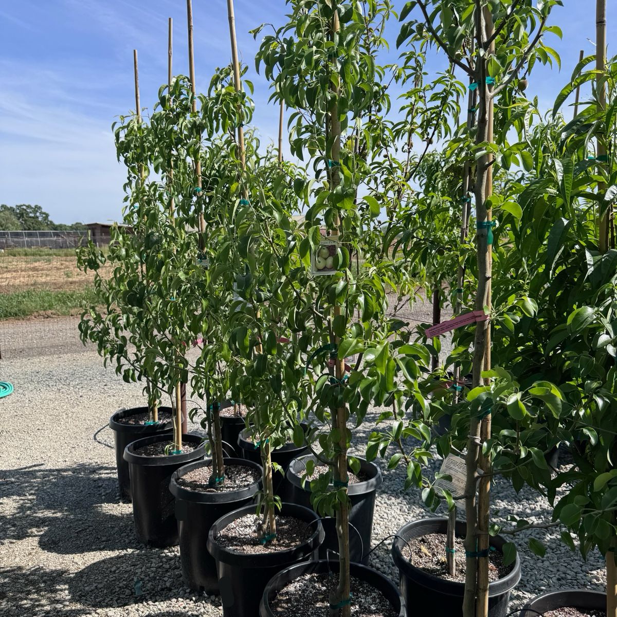 D’ Anjou Tree